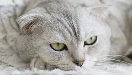 广州对比佛山，哪座城市更懂得品茶？